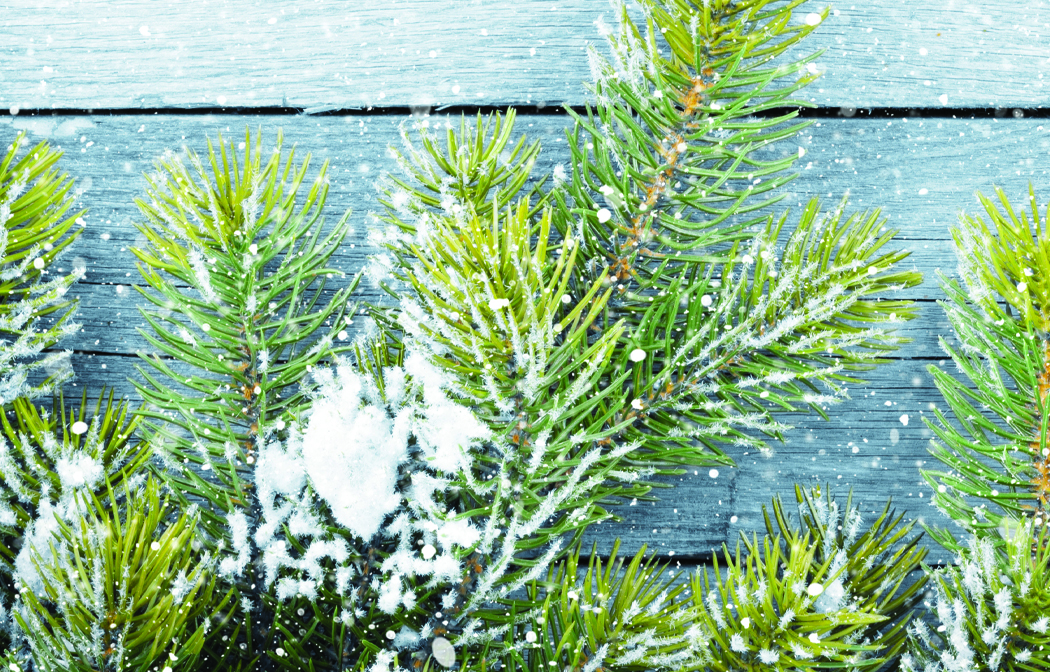 snow on pine tree